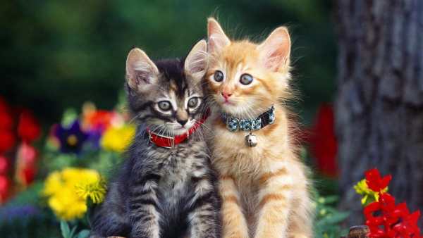 Cat Live Wallpaper screenshot 4