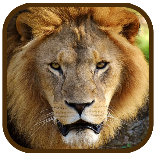 Animal Images App icon