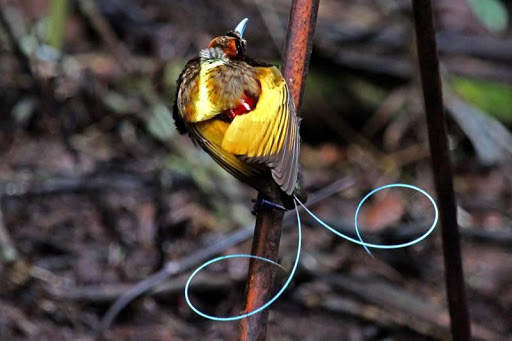 Paradise birds of Papua wallpaper screenshot 7