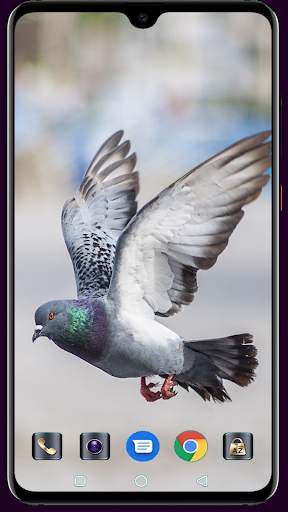 HD Pigeon Wallpaper screenshot 5