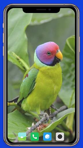 Parrot Wallpaper HD screenshot 9