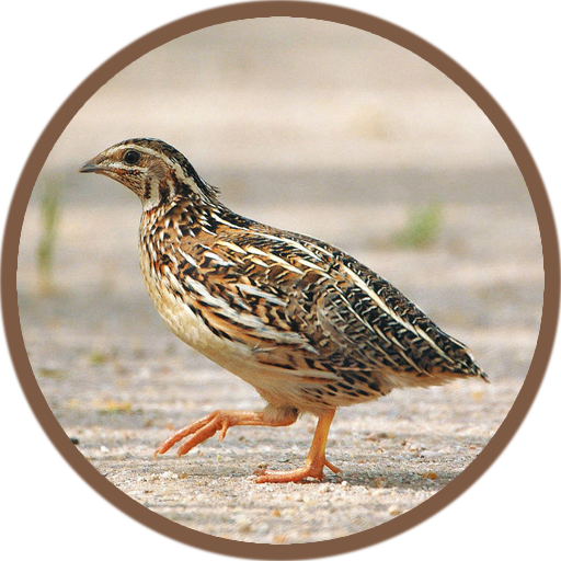Quail Bird (Animal) Sounds आइकन