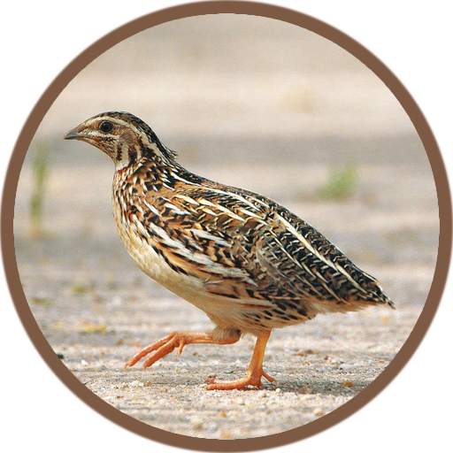 Quail Bird (Animal) Sounds 2.5