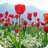 Tulips Flower Wallpaper Best 4K logo