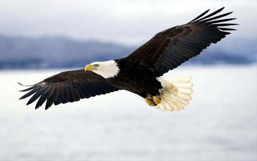 Eagle Live Wallpaper screenshot 6