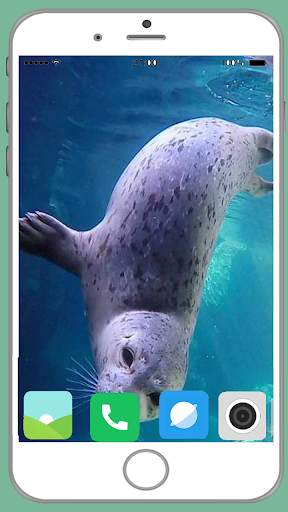 Harb Seal Full HD Wallpaper screenshot 1