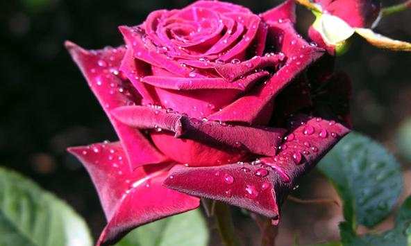 Rose wallpapers screenshot 3