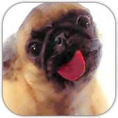Dog Lick Screen Cleaner 3.6.3