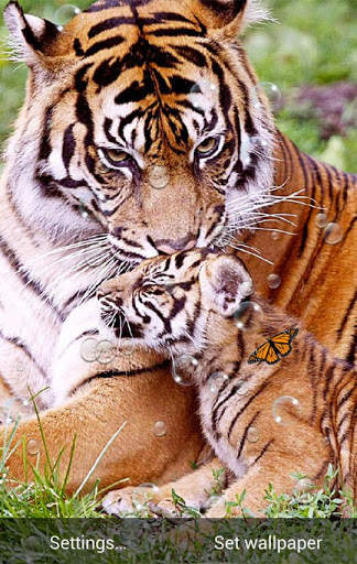 Tigers Live Wallpaper screenshot 4