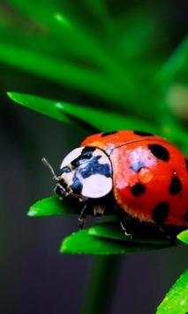 Ladybug wallpapers screenshot 4