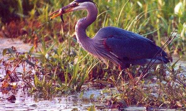 Heron wallpapers screenshot 2