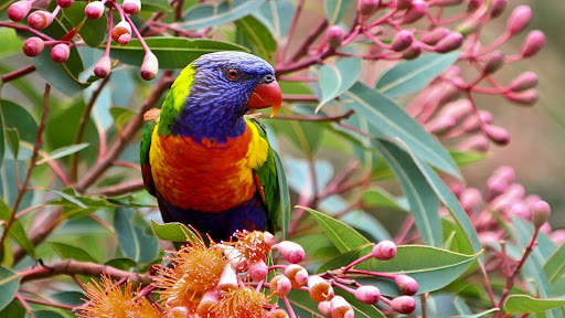 Parrots Live Wallpaper : 7fon & LWP screenshot 12