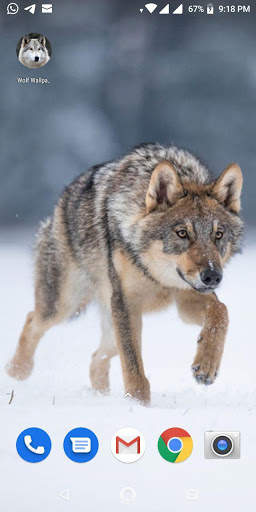 Free Wolf Wallpapers HD screenshot 14