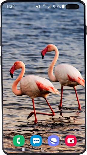 Flamingo Wallpaper HD screenshot 6