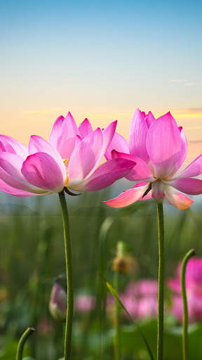 Lotus Wallpaper Best HD screenshot 11
