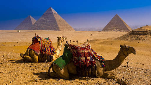 Camel Wallpaper 1 تصوير الشاشة