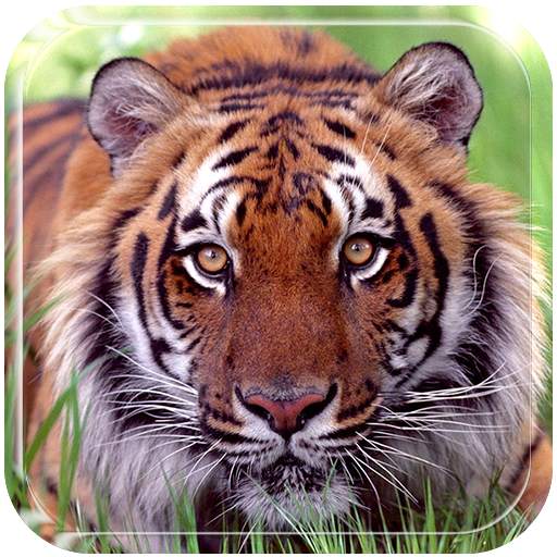 Ferocious beast Animal  Wallpaper 1.5.1
