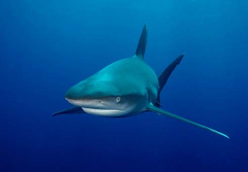 Shark Wallpaper Live screenshot 6