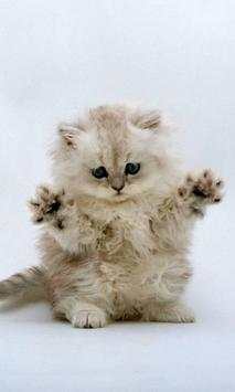 Funny kitty pet screenshot 4