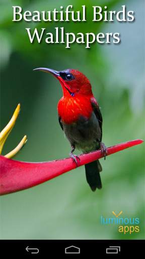 Beautiful Birds Live Wallpaper screenshot 1
