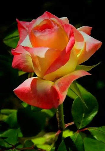 Flowers And Roses Animated Images Gif pictures 4K 7 تصوير الشاشة