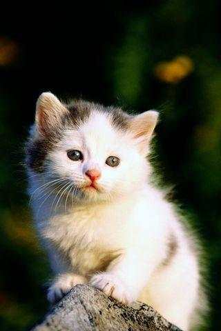 Cat Live Wallpaper screenshot 4
