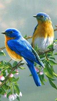 Canary Bird Wallpapers HD screenshot 5