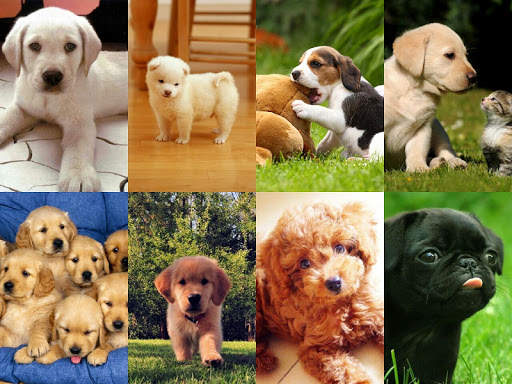 My Puppy screenshot 2