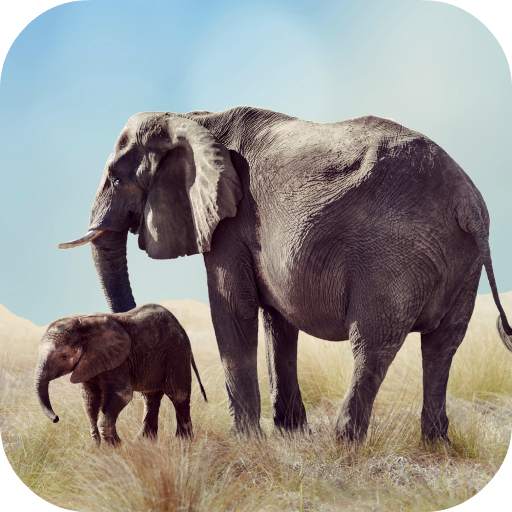Elephant Sounds 2.0