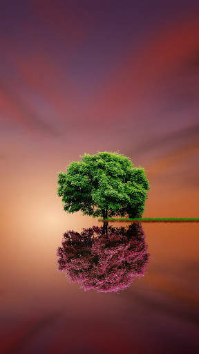 Tree Wallpaper screenshot 1