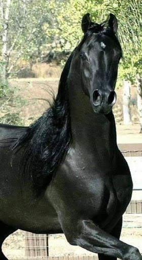 خيول المجد العربي скриншот 3