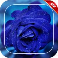 Blue Rose Live Wallpaper logo