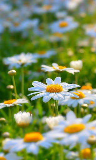 Flowers Live Wallpaper screenshot 4