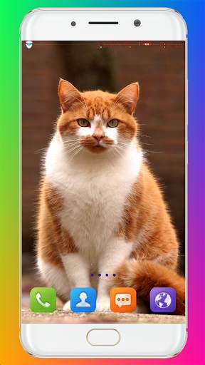 Cat Wallpaper HD screenshot 15