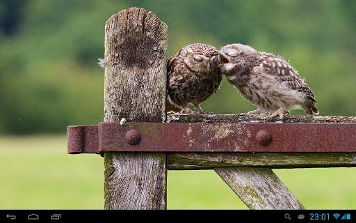 Owls Live Wallpaper screenshot 5