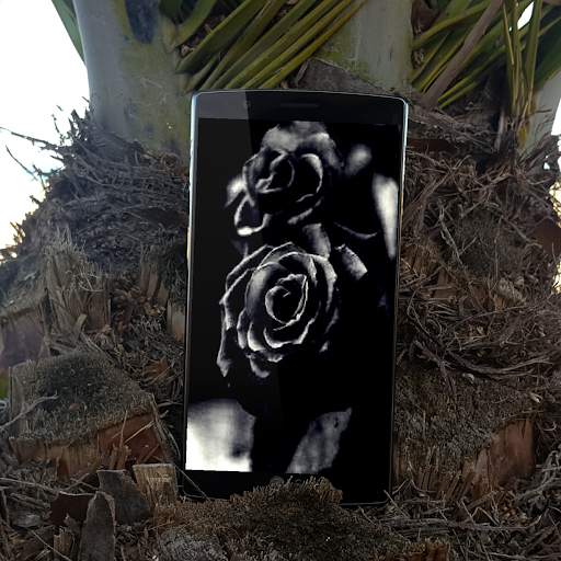 Black Rose Wallpaper screenshot 1