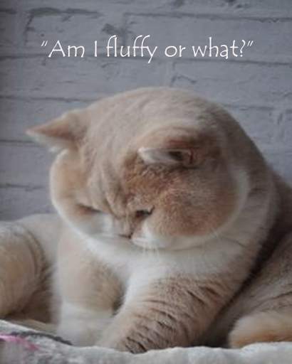 Funny Cats and Dogs Pictures screenshot 2