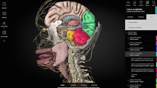 Anatomyka - Anatomía 3D screenshot 9