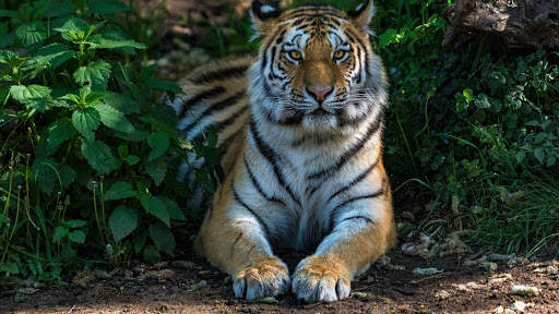 Tigre Live Wallpaper screenshot 10