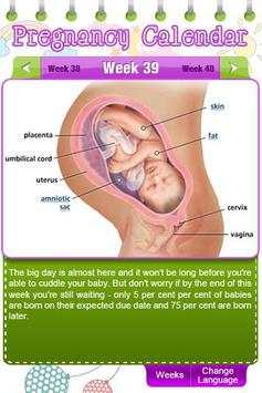 Pregnancy Calendar screenshot 3