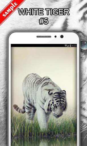 White Tiger Wallpapers screenshot 6