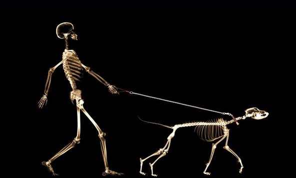 Skeleton Wallpapers screenshot 1