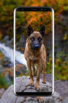 Malinois Wallpaper : Belgian Malinois 2020 screenshot 8