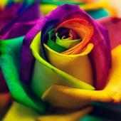 Buenos Flores Fondos de pantalla Rosas coloridas on 9Apps