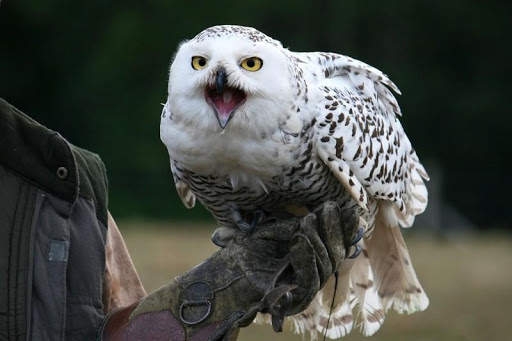 Snowy Owl Bird HD Wallpaper screenshot 4