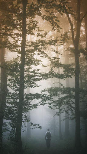Dark Forest HD Wallpapers screenshot 5