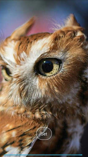 Pretty owls Wallpaper screenshot 6