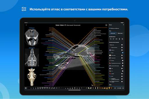 vet-Anatomy скриншот 14