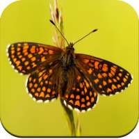 Butterfly Wallpaper HD logo