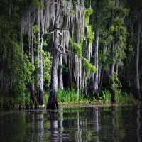 Bayou Sound